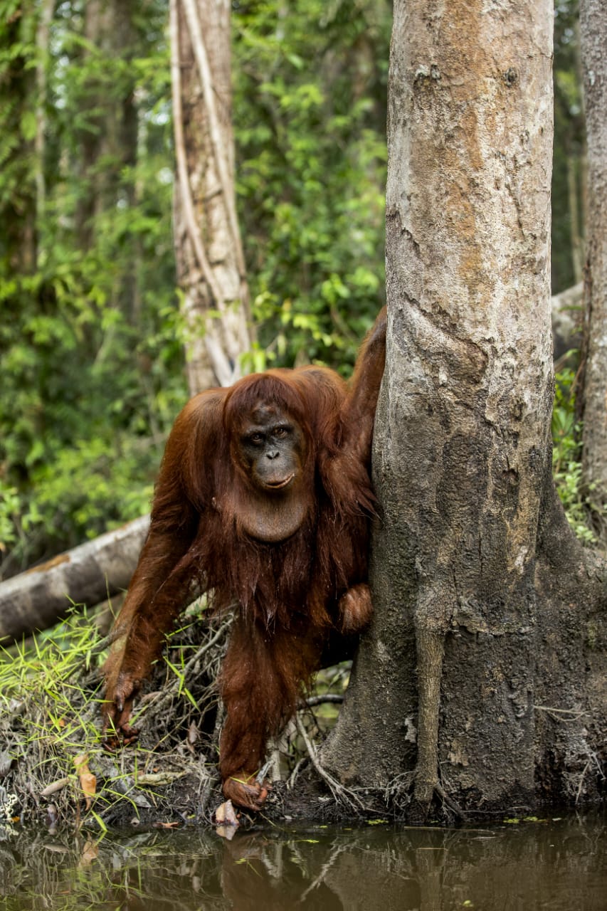 A 2-Day Journey Along the Sekonyer River in Search of Orangutans
