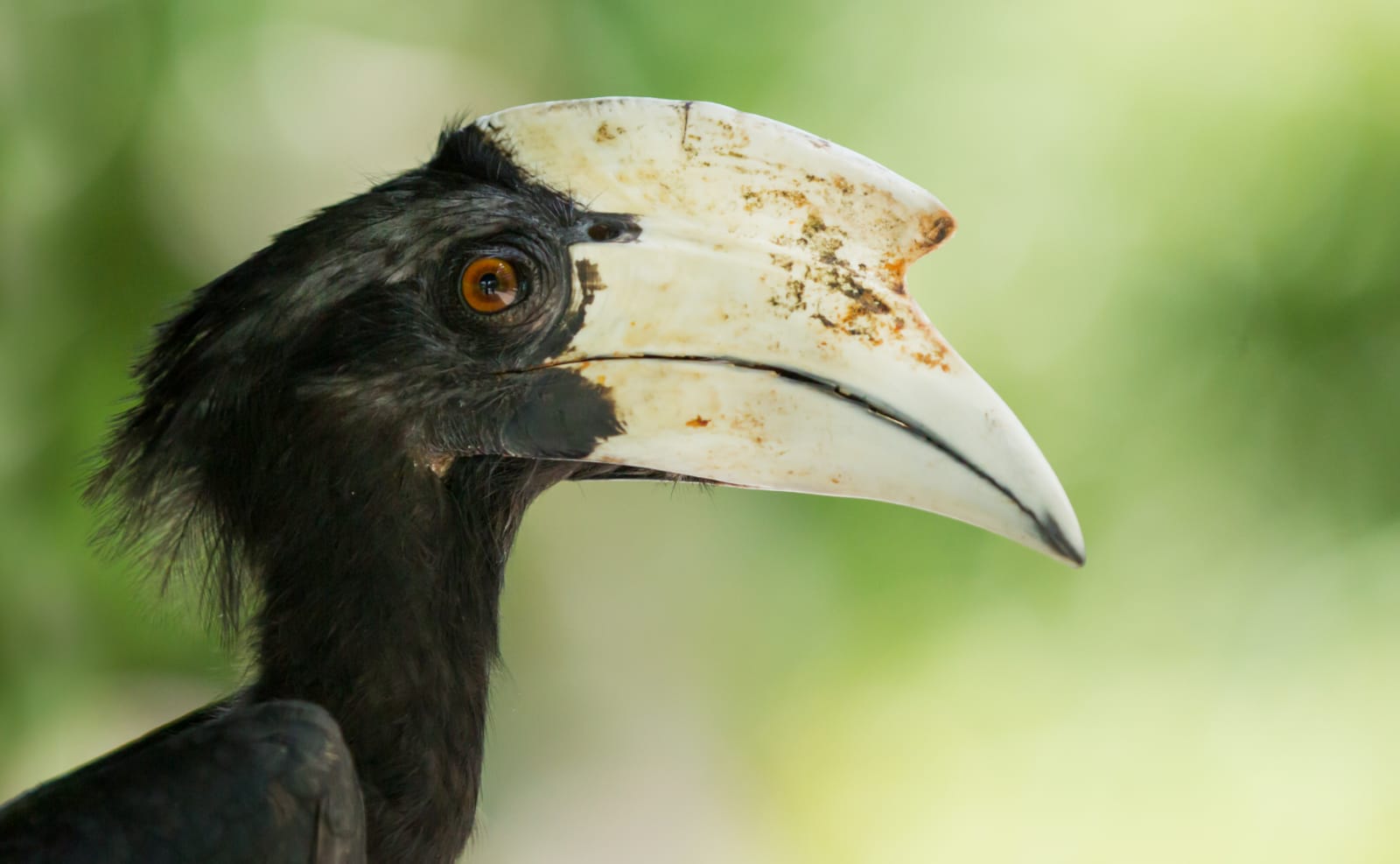 A Unique Adventure: Cruising Through Borneo’s Rivers on a Klotok