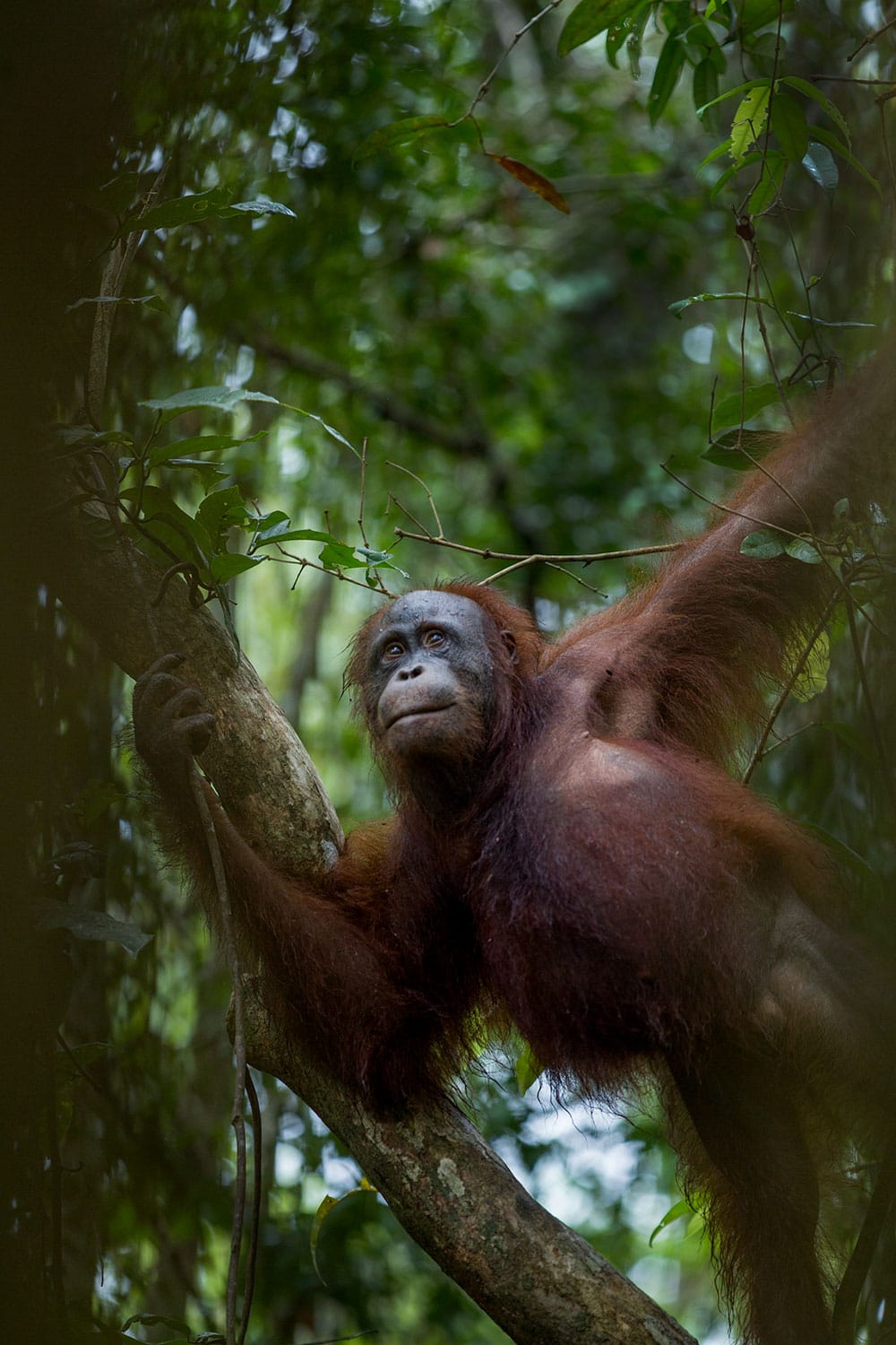 Greeting the Forest and Orangutans in Tanjung Puting