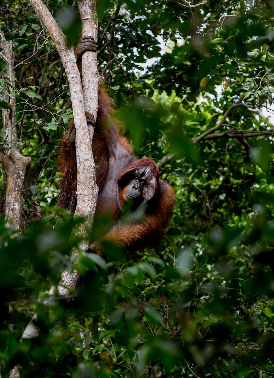 4 Days - 3 Night Orangutan River Adventure