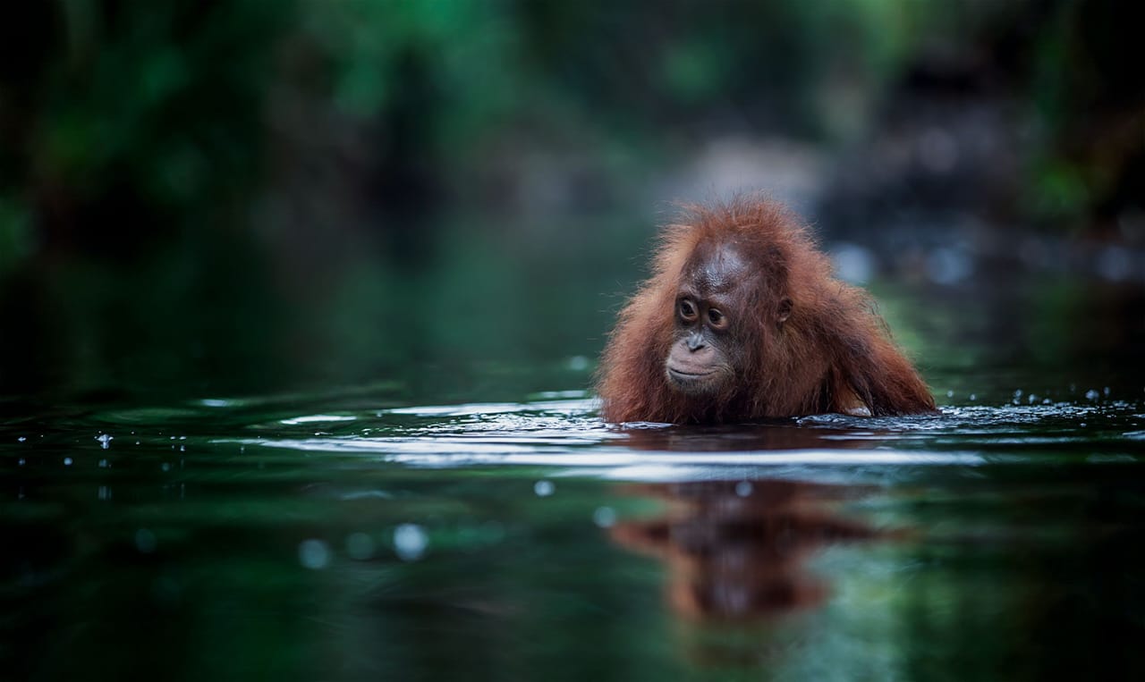 3 Days - 2 Night Orangutan River Adventure